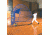 Jugs Sports Toss Machine Baseball/Softball 220v With Remote A0606