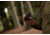 Kite Optics Stabi-One Stabilized Monocular, 10x20mm, Black, K280598