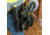 Klein Tools Square Reces Screwdriver Set, 4Piece, Black/Yellow, 85664