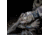 Kryptek Kottos Glove, Highlander, Large, 18KOTAH5