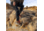 Danner Panorama Mid 6in Pinecone Brown/Bossa Nova - Mens, Pinecone Brown/Bossa Nova, 9.5, 63439-D-9.5