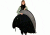 Lastolite 6inx7in Collapsible Black / Mid Grey LL-LB67GB