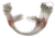 Lazer Sharp Snelled Bottom Rig,Wired,50 Per Ring L1040