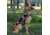 LBT Tactical K9 Harness, Coyote Brown, LBT-1608K-9 COYOTE BROWN