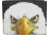 Leather Collections Bifold Wallet, Animal Eyes, Black w/Eagle Eyes, EYES15-EAGLE