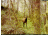 Leupold 8 Megapixel RCX-1 Trail Camera Sample Image