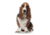 Lifelike Pillows Custom Dog Shaped Pillow, Basset Hound, 16 inch Tall/4 inch Thick, DOG1-SH-16