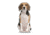Lifelike Pillows Custom Dog Shaped Pillow, Beagle, 16 inch Tall/4 inch Thick, DOG2-SH-16