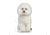 Lifelike Pillows Custom Dog Shaped Pillow, Bichon Frise, 16 inch Tall/4 inch Thick, DOG4-SH-16