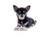 Lifelike Pillows Custom Dog Shaped Pillow, Chihuahua, Black, 16 inch Tall/4 inch Thick, DOG7-SH-16