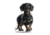 Lifelike Pillows Custom Dog Shaped Pillow, Dachshund, Black, 16 inch Tall/4 inch Thick, DOG8-SH-16