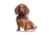 Lifelike Pillows Custom Dog Shaped Pillow, Dachshund, Brown, 16 inch Tall/4 inch Thick, DOG9-SH-16