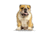 Lifelike Pillows Custom Dog Shaped Pillow, English Bulldog, 16 inch Tall/4 inch Thick, DOG10-SH-16