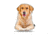 Lifelike Pillows Custom Dog Shaped Pillow, Golden Retriever, 16 inch Tall/4 inch Thick, DOG14-SH-16