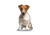 Lifelike Pillows Custom Dog Shaped Pillow, Jack Russell Terrier, 16 inch Tall/4 inch Thick, DOG17-SH-16