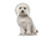 Lifelike Pillows Custom Dog Shaped Pillow, Maltese, 16 inch Tall/4 inch Thick, DOG21-SH-16
