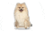 Lifelike Pillows Custom Dog Shaped Pillow, Pomeranian, 16 inch Tall/4 inch Thick, DOG22-SH-16