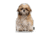 Lifelike Pillows Custom Dog Shaped Pillow, Shih Tzu, 16 inch Tall/4 inch Thick, DOG26-SH-16
