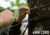 LiteFighter Gear Recondo 1 Jungle Hammock System
