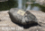 LiteFighter Gear Recondo 1 Jungle Hammock System
