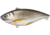 Live Target Golden Shiner Rattlebait