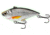 Live Target Golden Shiner Rattlebait