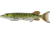 Live Target Juvenile Pike - Swimbait