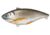 Live Target Livetarget Golden Shiner Lipless Rattlebait, Sinking, Silver/Black, 2 7/8in, 1/2oz, #6 Hook, GS70SK202