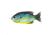 Live Target Sunfish HB,surface,Blu/Yel pumpkinseed3/0 SFH75T555