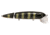 Livingston Lures Walking Boss II Magnum Lures, Black Perch, 7795