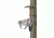 Lone Wolf Treestands Assault II Hang On Tree Stand, Gray ASHO II