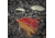 Lunkerhunt Impact Ignite Bait, Craw, 1/2 oz, IMSBW01