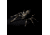 Lunkerhunt Phantom Spider Bait Topwater, 1, 2in, Dock, SPIDER02