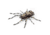 Lunkerhunt Phantom Spider Bait Topwater, 1, 2in, Dock, SPIDER02