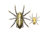 Lunkerhunt Phantom Spider Bait Topwater, 1, 2.25in, Fang, LSPIDER07