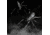 Lunkerhunt Phantom Spider Bait Topwater, 1, 2in, Fang, SPIDER07