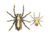 Lunkerhunt Phantom Spider Bait Topwater, 1, 2in, Fang, SPIDER07