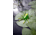 Lunkerhunt Phantom Spider Bait Topwater, 1, 2in, Leaf, SPIDER03