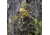 Lunkerhunt Phantom Spider Bait Topwater, 1, 2.25in, Six Spot, LSPIDER01