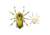 Lunkerhunt Phantom Spider Bait Topwater, 1, 2.25in, Six Spot, LSPIDER01