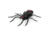 Lunkerhunt Phantom Spider Bait Topwater, 1, 2in, Widow Maker, SPIDER05