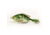 Lunkerhunt Prop Fish Sun Bait Soft Bait, 1, 3.5in, Crappie, SUNPRF02