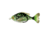 Lunkerhunt Prop Fish Sun Bait Soft Bait, 1, 3.5in, Crappie, SUNPRF02