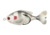 Lunkerhunt Prop Fish Sun Bait Soft Bait, 1, 3.5in, Ghost, SUNPRF05