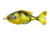 Lunkerhunt Prop Fish Sun Bait Soft Bait, 1, 3.5in, Green Sunfish, SUNPRF04