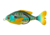 Lunkerhunt Prop Fish Sun Bait Soft Bait, 1, 3.5in, Pumpkin Seed, SUNPRF03