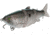 MACH Baits MachShad 90 Swimbait, Slow Sinking Jointed Swimbait, Green Gizzard Shad, 7/16oz, HCMBMS-568, HCMBMS-568