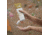 Mad Rock Liquid White Chalklate, 200 ml, 678021