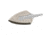 Magnus Single Bevel Replacement Main Blade 125 grain, 1503306
