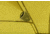 Marmot Tungsten Ultralight Hatchback 2-Person Tent, Dark Citron/Citronelle, One Size, 39020-9819-ONE